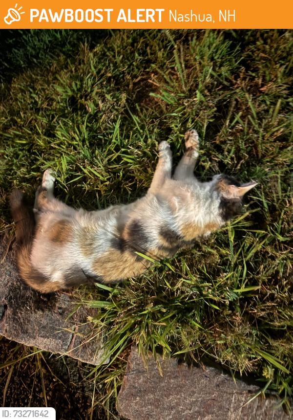 Found/Stray Unknown Cat last seen Main street nashua, near dunkin donuts on canal, Nashua, NH 03064