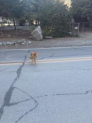 Found/Stray Male Dog last seen Lone pine canyon rd/Irene St, Wrightwood, CA 92397
