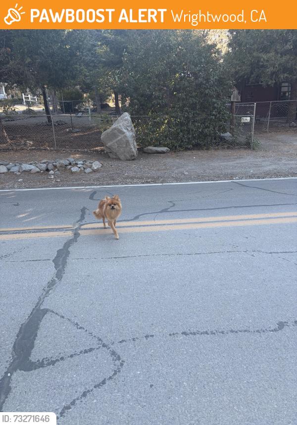 Found/Stray Male Dog last seen Lone pine canyon rd/Irene St, Wrightwood, CA 92397
