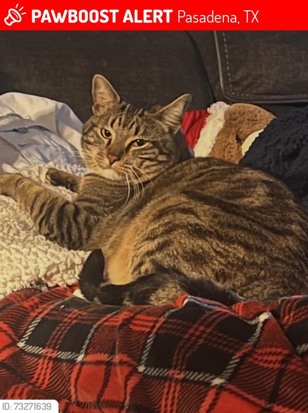Lost Male Cat last seen Effie/ Burke/ Austin, Pasadena, TX 77502