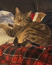 Lost Male Cat last seen Effie/ Burke/ Austin, Pasadena, TX 77502