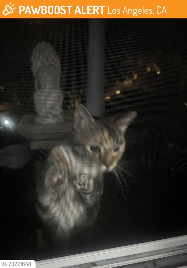 Found/Stray Unknown Cat last seen 29th street, Los Angeles, CA 90018