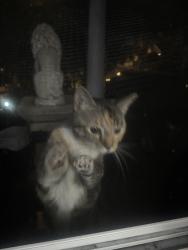 Found/Stray Unknown Cat last seen 29th street, Los Angeles, CA 90018