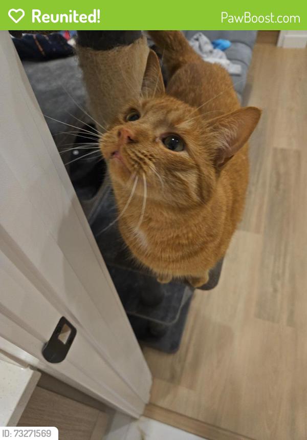 Reunited Male Cat last seen Edmonton trail and 30th Ave ne, Calgary, AB T2E 8B5