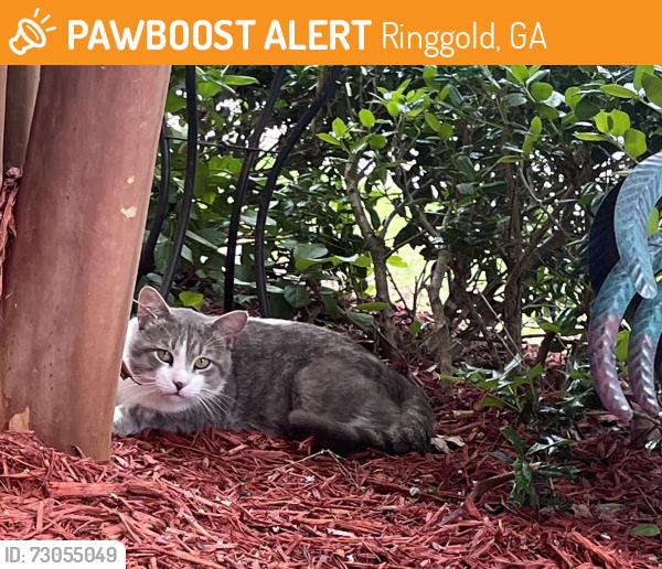 Found/Stray Male Cat last seen Haley Dr, Lone Mountain Village II, Ringgold, GA 30736