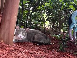 Found/Stray Male Cat last seen Haley Dr, Lone Mountain Village II, Ringgold, GA 30736