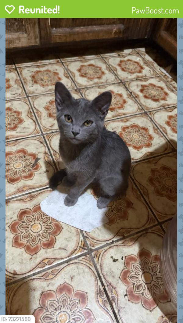 Reunited Male Cat last seen Near Elizabeth Ave, South Gate, CA 90280