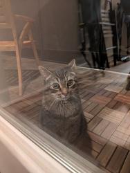 Reunited Unknown Cat last seen Mint leaf ln and Violet Fields wy, Raleigh, Raleigh, NC 27612