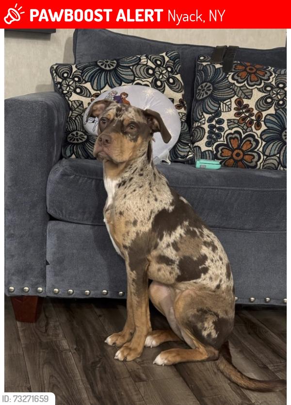 Lost Male Dog last seen NYACK, Nyack, NY 10960