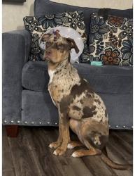 Lost Male Dog last seen NYACK, Nyack, NY 10960
