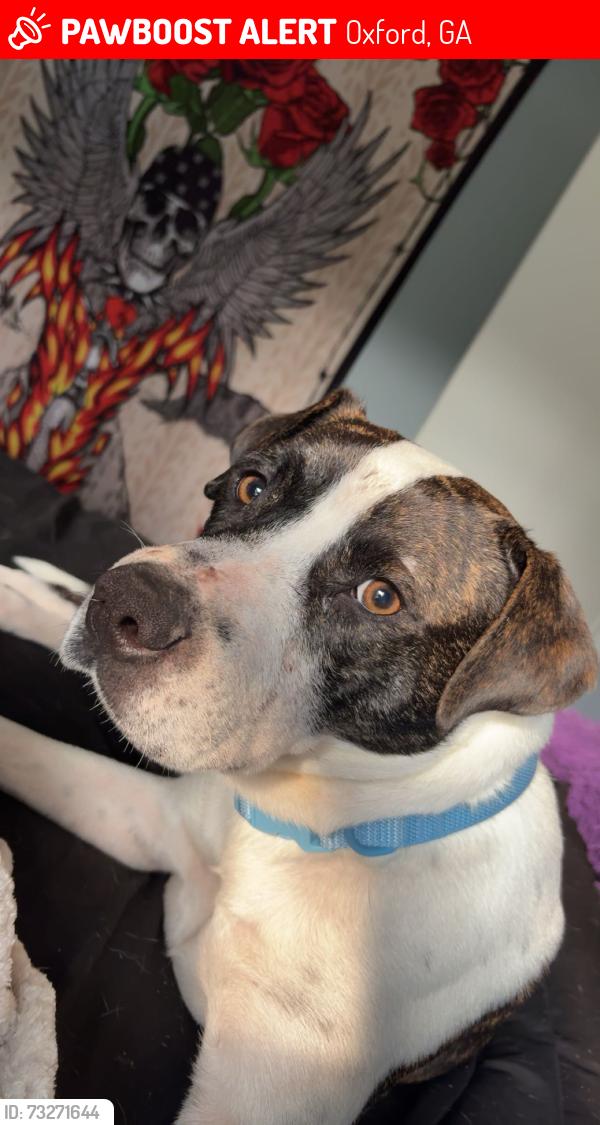 Lost Male Dog last seen There’s a big white church not far from the hse, Oxford, GA 30054