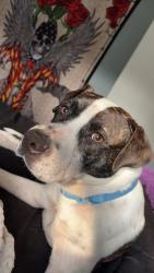 Lost Male Dog last seen There’s a big white church not far from the hse, Oxford, GA 30054