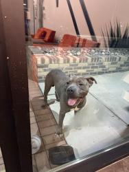 Found/Stray Male Dog last seen Near E Chatham St, Cary, NC 27511
