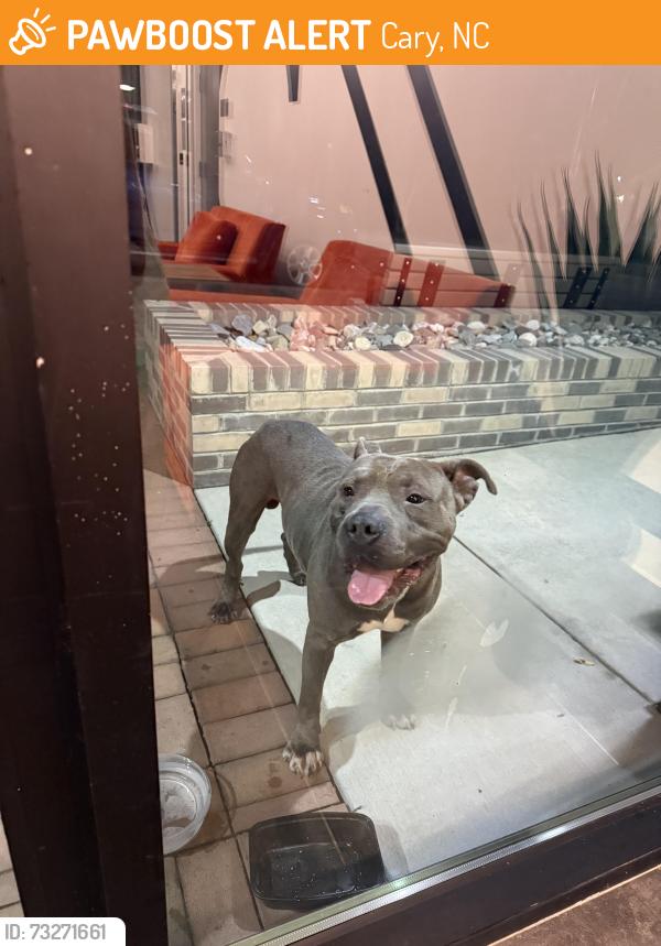Found/Stray Male Dog last seen Near E Chatham St, Cary, NC 27511