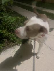 Reunited Male Dog last seen E Columbus by the citgo in ybor, Tampa, FL 33605