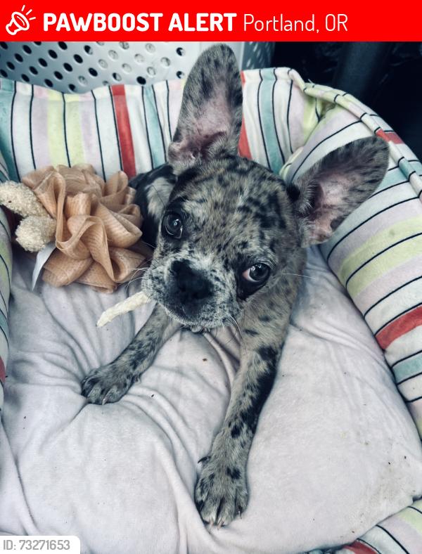 Lost Female Dog last seen Floyd Light Middle School, Portland, OR 97216