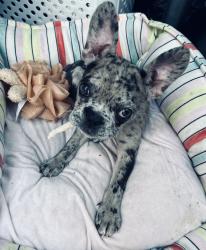 Lost Female Dog last seen Floyd Light Middle School, Portland, OR 97216