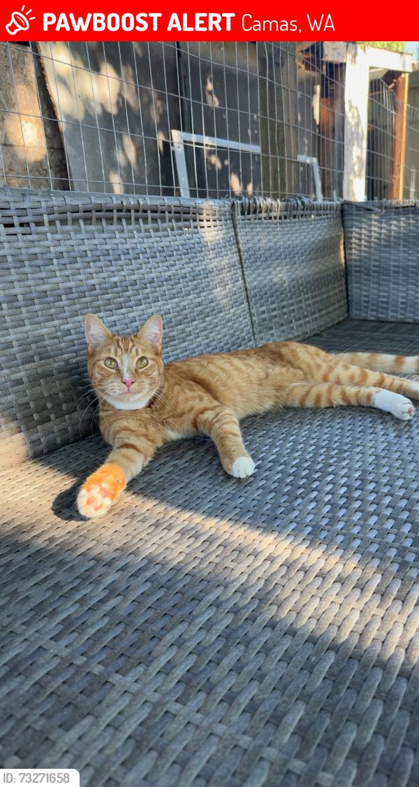 Lost Male Cat last seen NW 16th Ave & Brady rd in Camas,WA near elementary school, Camas, WA 98607