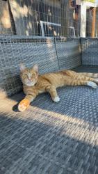 Lost Male Cat last seen NW 16th Ave & Brady rd in Camas,WA near elementary school, Camas, WA 98607