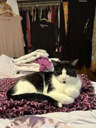 Lost Male Cat last seen Spring Lake ests, Rockford, IL 61114