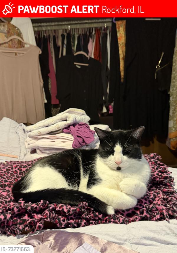 Lost Male Cat last seen Spring Lake ests, Rockford, IL 61114