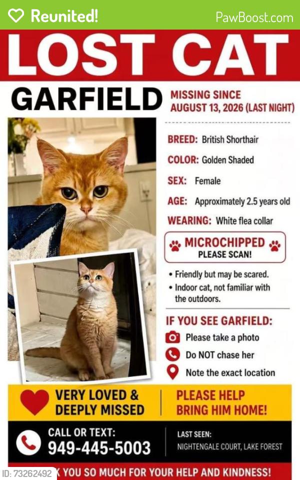 Reunited Female Cat last seen Near Nightengale Ct, Lake Forest, CA 92630, USA, Lake Forest, CA 92630