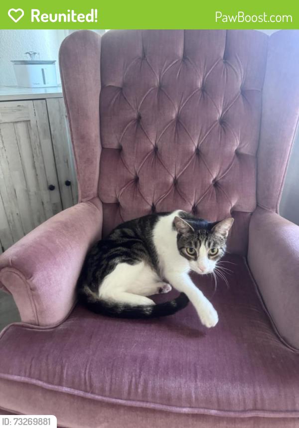 Reunited Male Cat last seen Near Caminito Mundo, San Diego, CA 92119, USA, San Diego, CA 92119