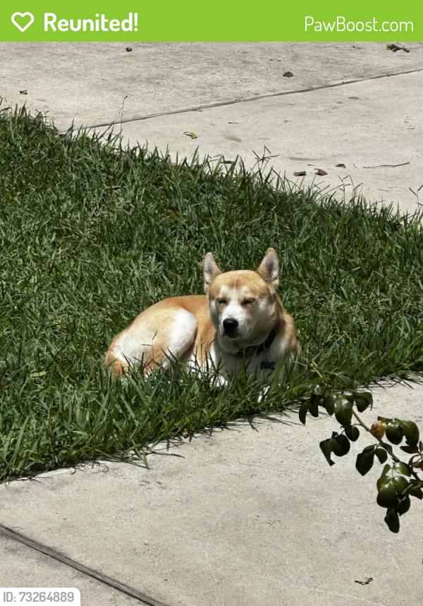 Reunited Male Dog last seen Wheatley st. and delwalt st., Houston, TX 77088