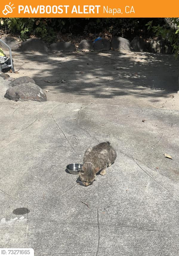 Found/Stray Unknown Cat last seen Near La Grande Ave, Napa, CA 94558