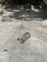 Found/Stray Unknown Cat last seen Near La Grande Ave, Napa, CA 94558