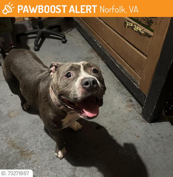 Found/Stray Female Dog last seen Dólar family, Norfolk, VA 23510