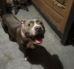 Found/Stray Female Dog last seen Dólar family, Norfolk, VA 23510