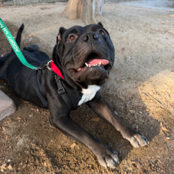 Shelter Stray Male Dog last seen , 361 S Raymond Ave, Pasadena, CA 91105, USA