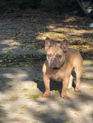 Lost Male Dog last seen 65th street and Vermont Ave, Los Angeles, CA 90044