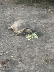 Found/Stray Unknown Reptile last seen Alder and Randall, Fontana, CA 92331