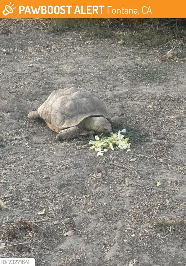 Found/Stray Unknown Reptile last seen Alder and Randall, Fontana, CA 92331