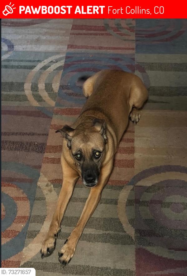 Lost Female Dog last seen Timber Lane and Orchard, Fort Collins, CO 80521