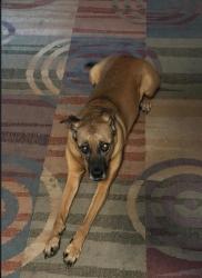 Lost Female Dog last seen Timber Lane and Orchard, Fort Collins, CO 80521