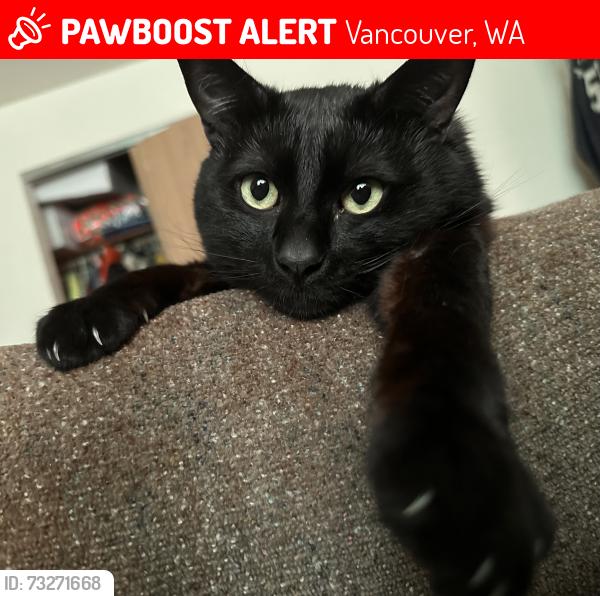 Lost Male Cat last seen My home, Vancouver, WA 98682