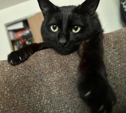 Lost Male Cat last seen My home, Vancouver, WA 98682