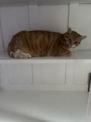 Lost Female Cat last seen Laurel Canyon Blvd., Los Angeles, CA 90046