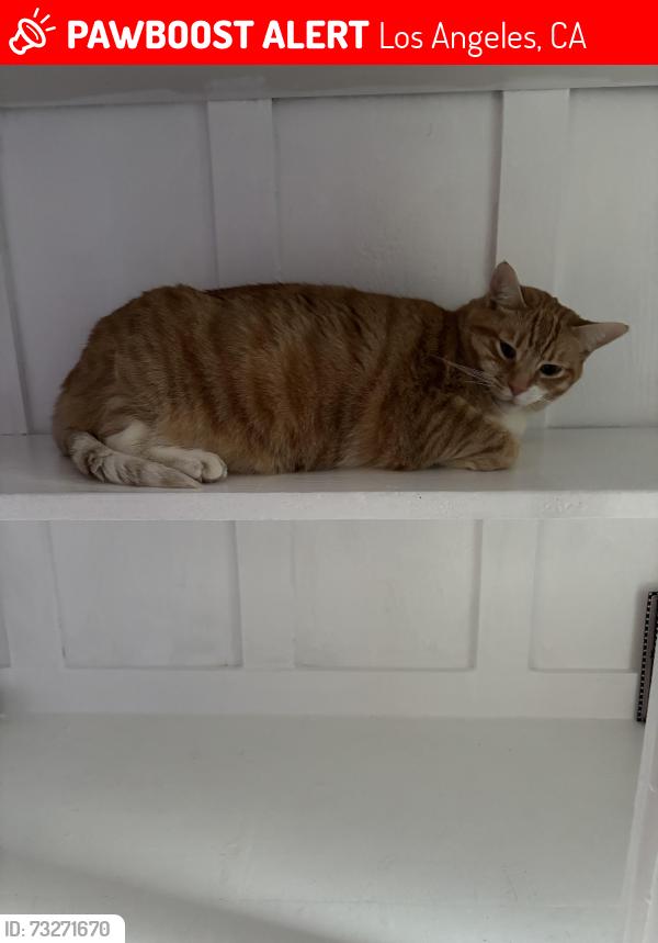 Lost Female Cat last seen Laurel Canyon Blvd., Los Angeles, CA 90046