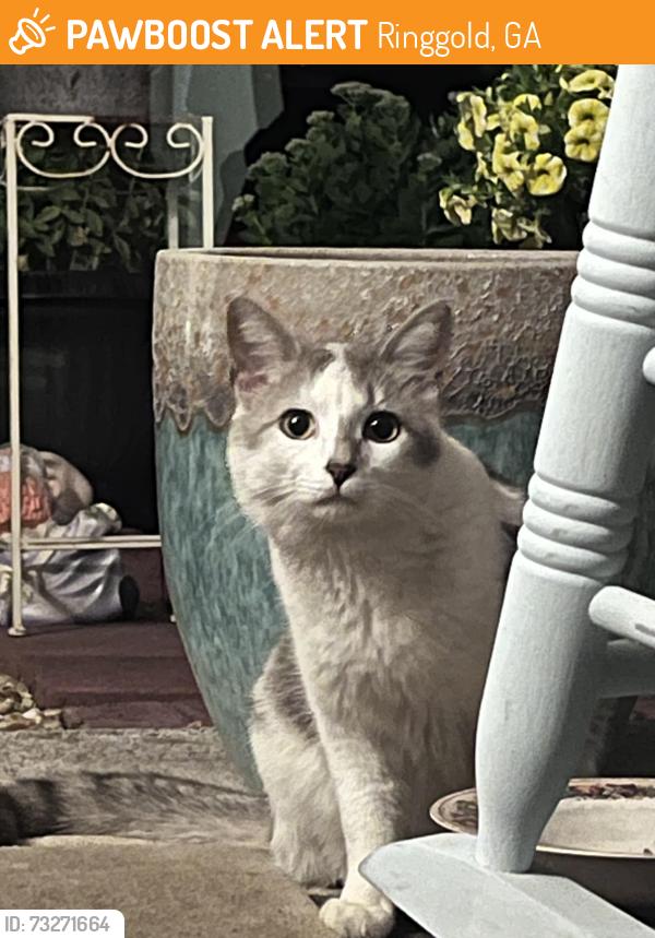 Found/Stray Unknown Cat last seen Chapman rd & Haley dr. Lone Mountain II Apts, Ringgold, GA 30736