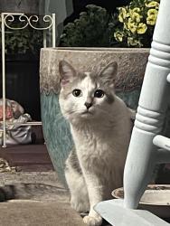 Found/Stray Unknown Cat last seen Chapman rd & Haley dr. Lone Mountain II Apts, Ringgold, GA 30736