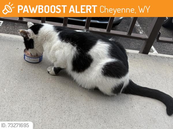 Found/Stray Unknown Cat last seen Sundance apmts, Cheyenne, WY 82007