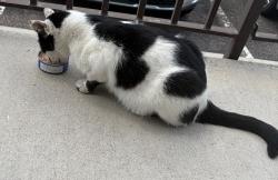 Found/Stray Unknown Cat last seen Sundance apmts, Cheyenne, WY 82007