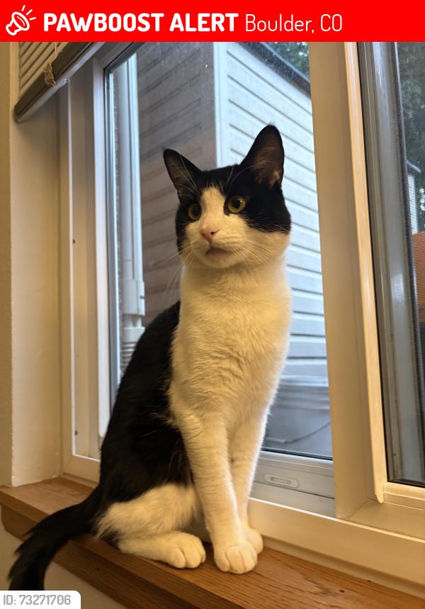 Lost Male Cat last seen Morgan dr and Orman Dr., Boulder, CO 80303