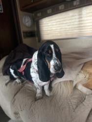 Reunited Female Dog last seen Encore Village, Schaumburg, IL 60194