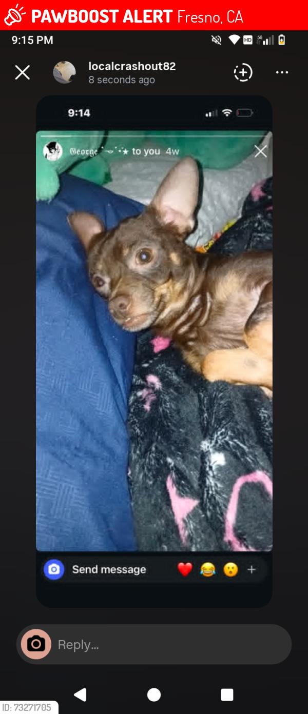 Lost Male Dog last seen First and McKinley, Fresno, CA 93703