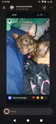 Lost Male Dog last seen First and McKinley, Fresno, CA 93703